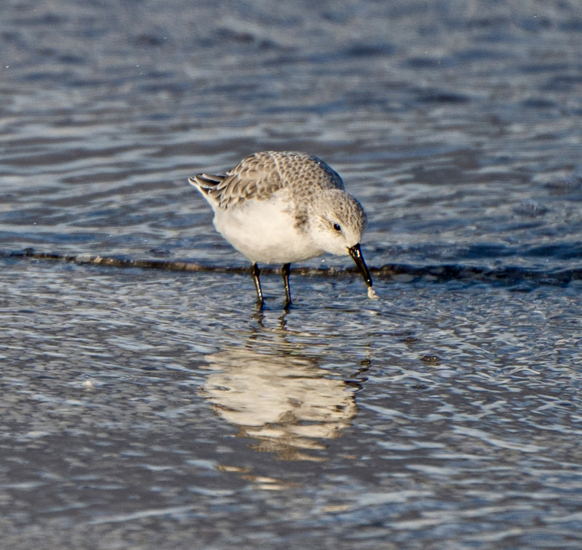 Sanderling on tour