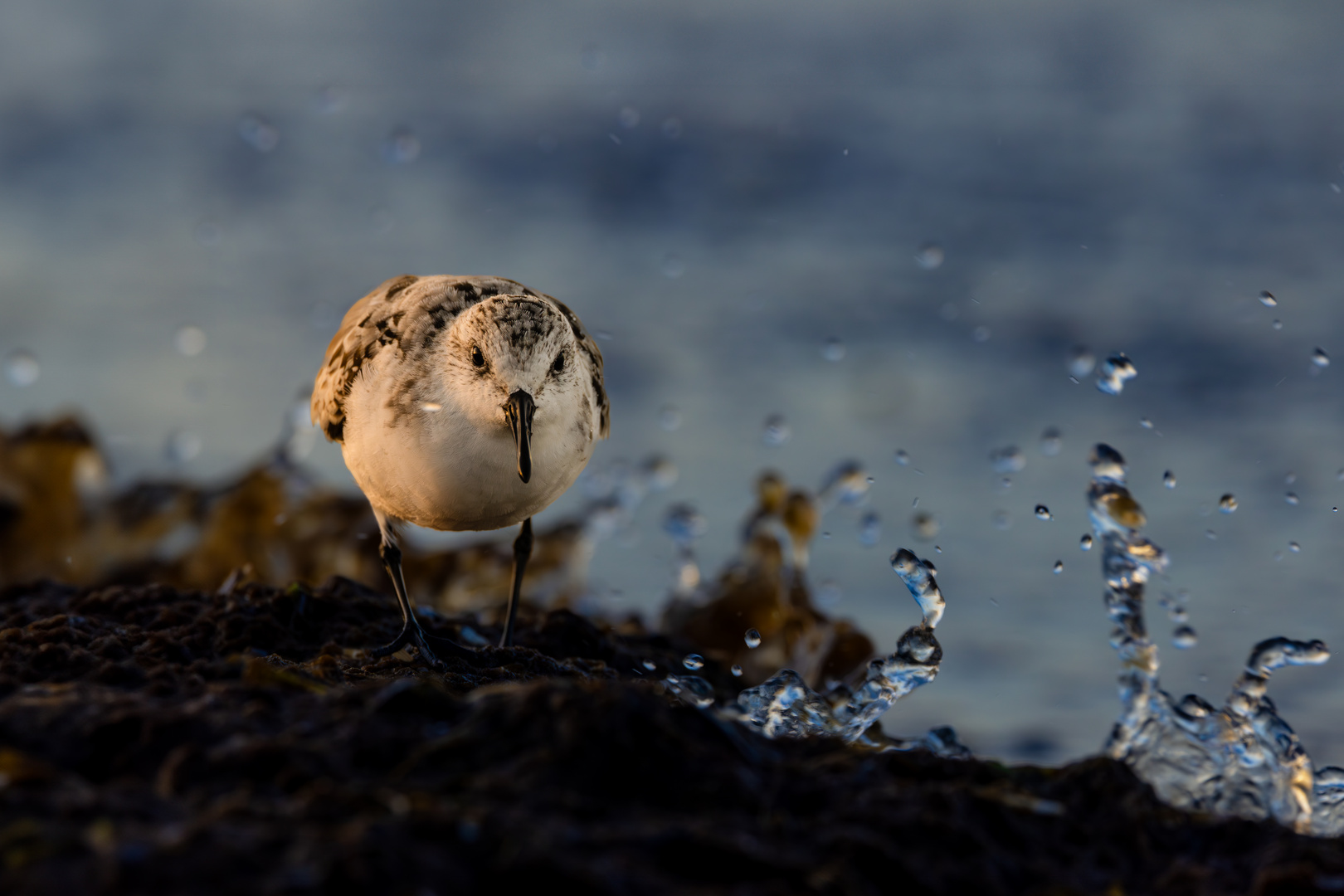 Sanderling, Ostsee