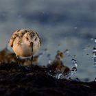 Sanderling, Ostsee