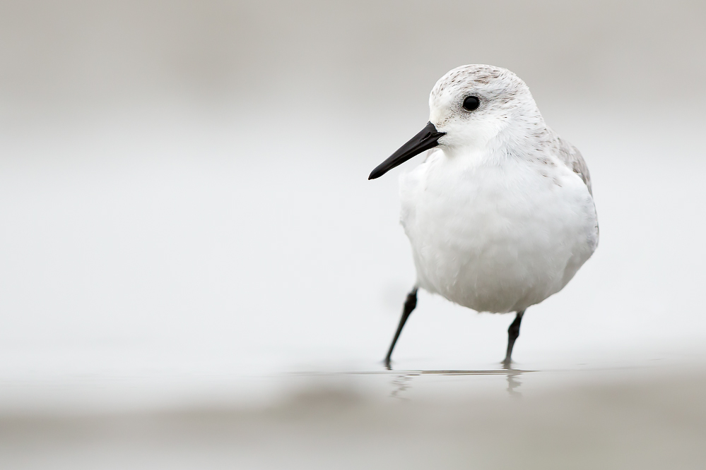 Sanderling - skeptisch -