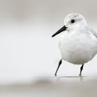 Sanderling - skeptisch -