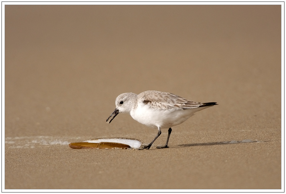 Sanderling Snack