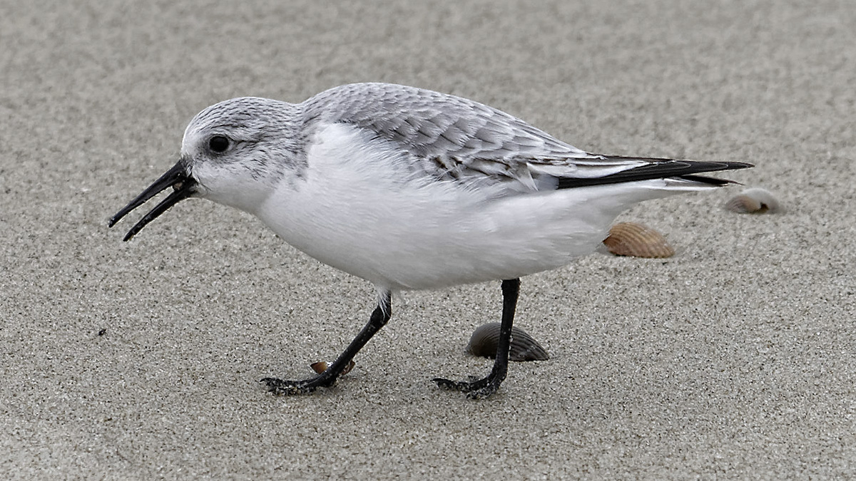 Sanderling sucht an der Nordsee nach Futter bei Domburg (NL, Zeeland).