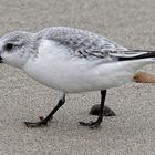 Sanderling sucht an der Nordsee nach Futter bei Domburg (NL, Zeeland).