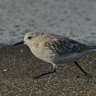 Sanderling - Top Speed