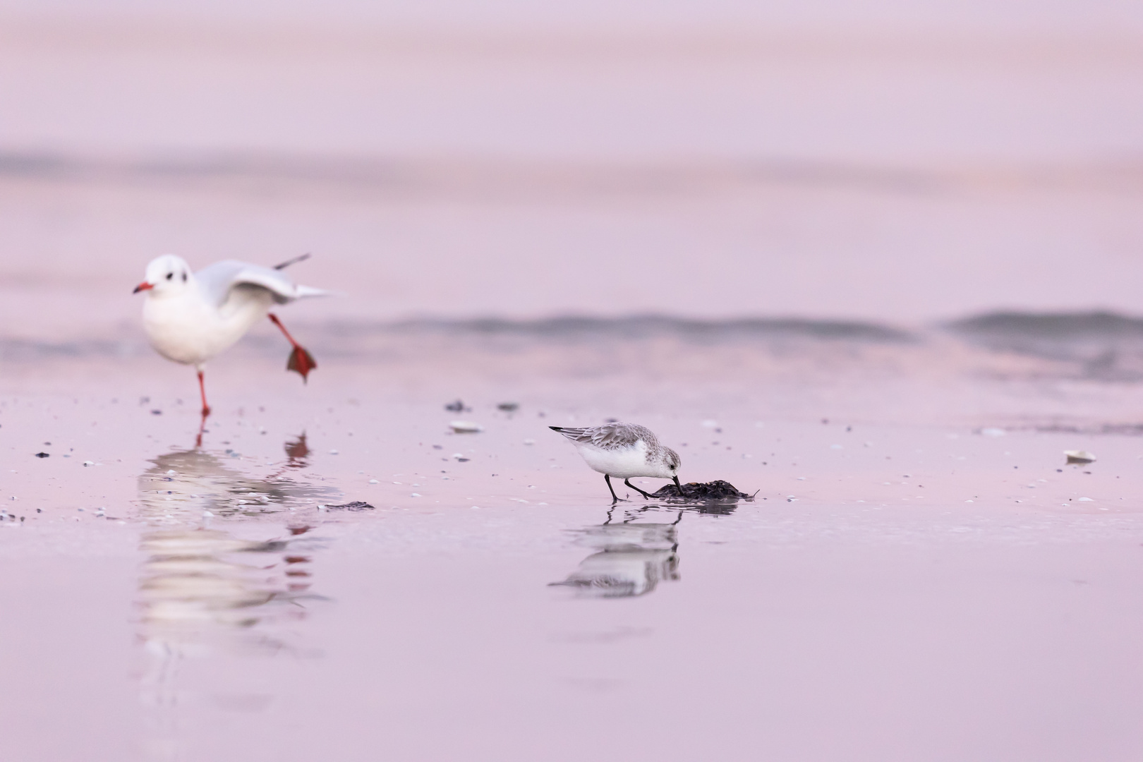 Sanderling und Lachmöwe