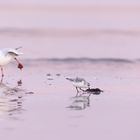 Sanderling und Lachmöwe