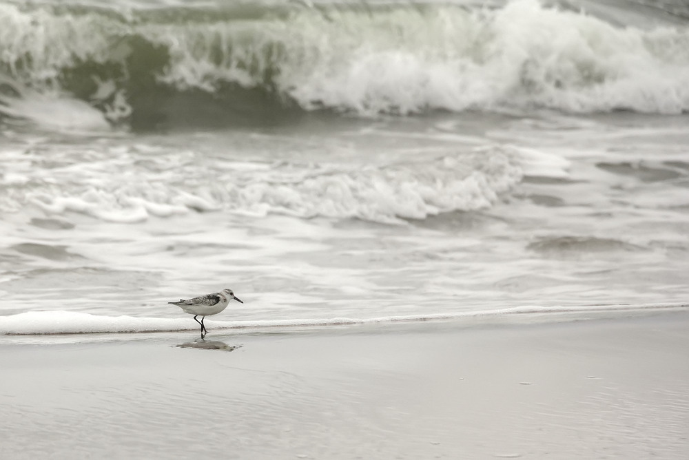 Sanderling vor großen Wellen!