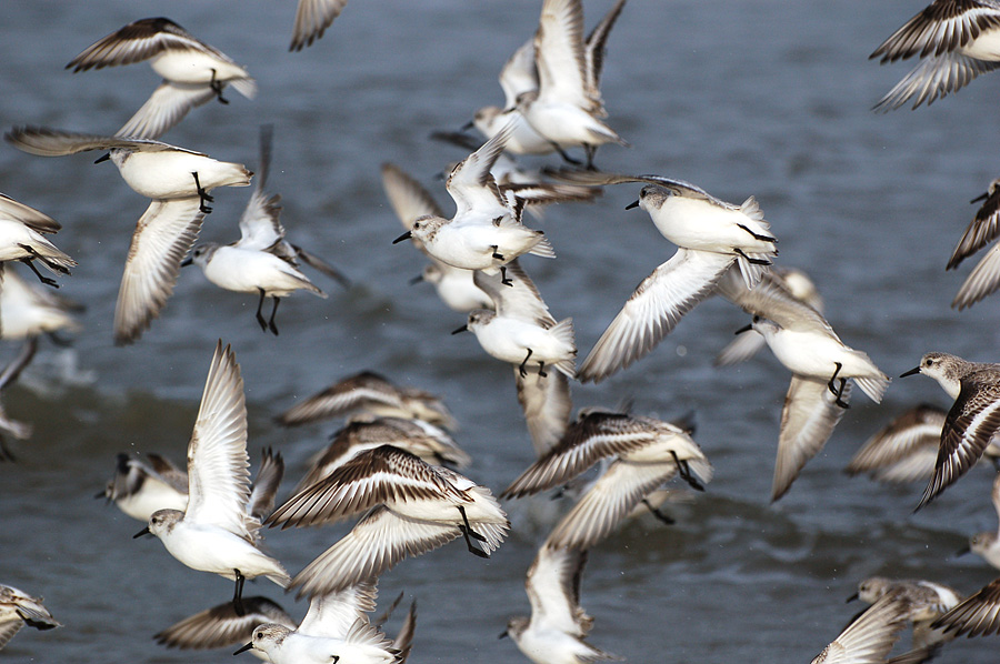 Sanderlinge als Zugvögel an der südlichen Nordsee
