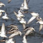 Sanderlinge als Zugvögel an der südlichen Nordsee