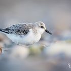 Sanderlinge am Meer