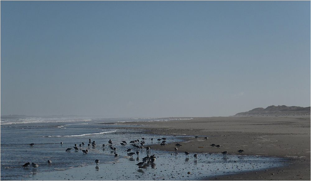 Sanderlinge am Strand von Langeoog
