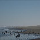 Sanderlinge am Strand von Langeoog