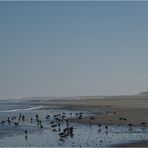 Sanderlinge am Strand von Langeoog