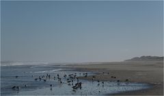 Sanderlinge am Strand von Langeoog