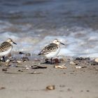 Sanderlinge am Strand von Tørresø