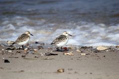 Sanderlinge am Strand von Tørresø