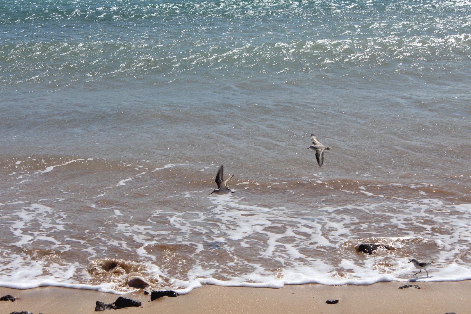 Sanderlinge auf Fuerteventura