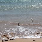 Sanderlinge auf Fuerteventura