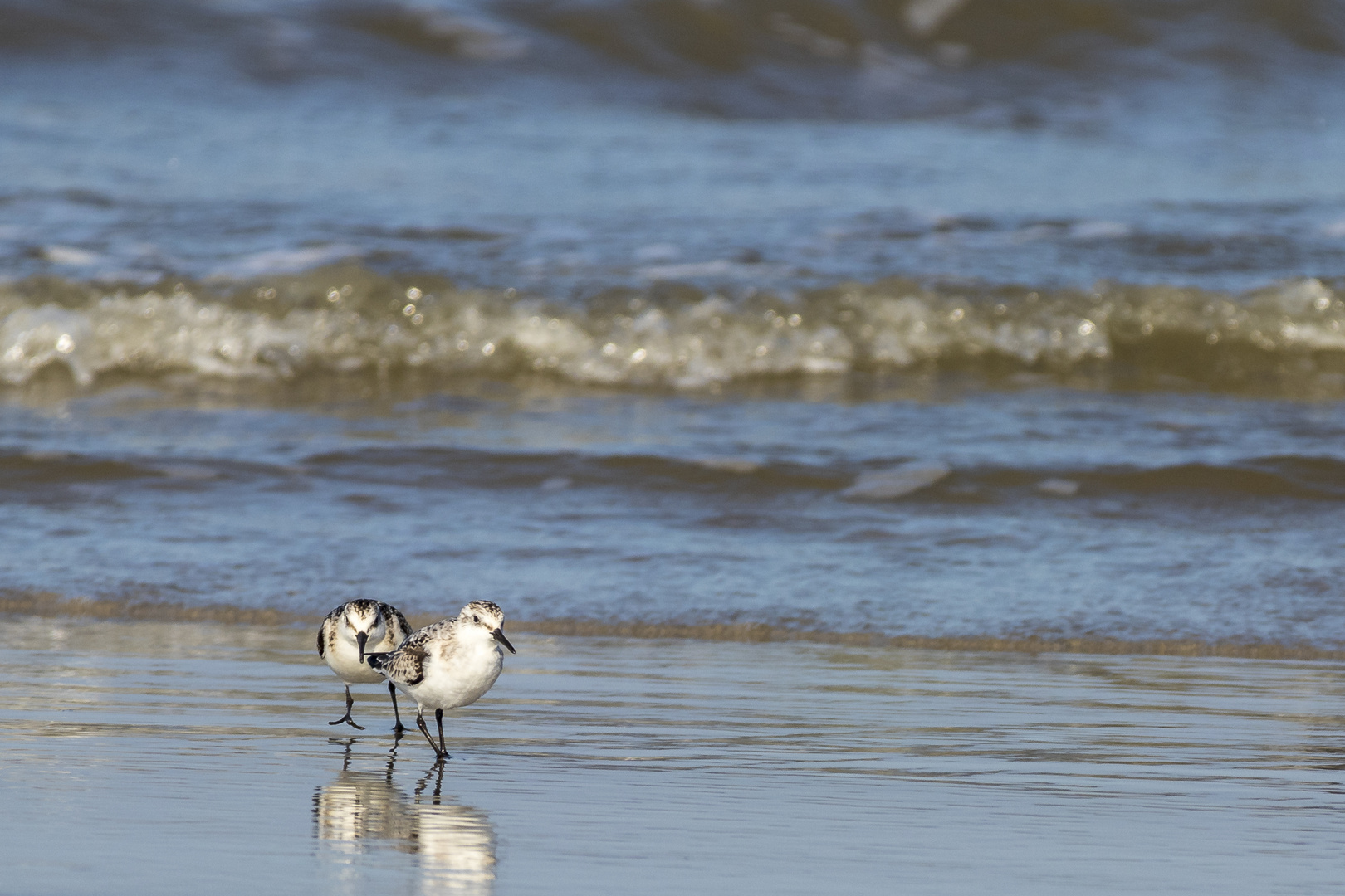 Sanderlinge auf Norderney 