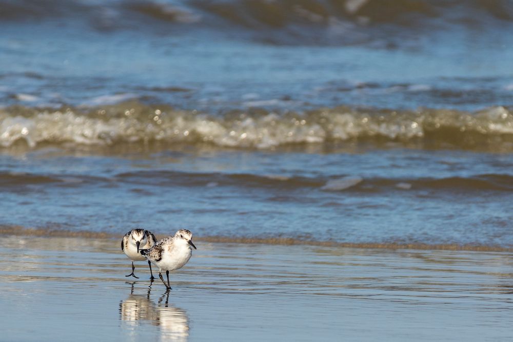 Sanderlinge auf Norderney 