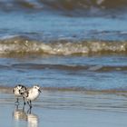 Sanderlinge auf Norderney 