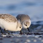 * Sanderlinge * (Calidris alba) 