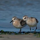 Sanderlinge  -  Calidris alba