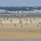 Sanderlinge (Calidris alba) 