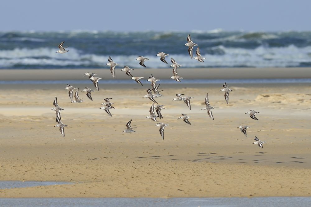 Sanderlinge (Calidris alba) 