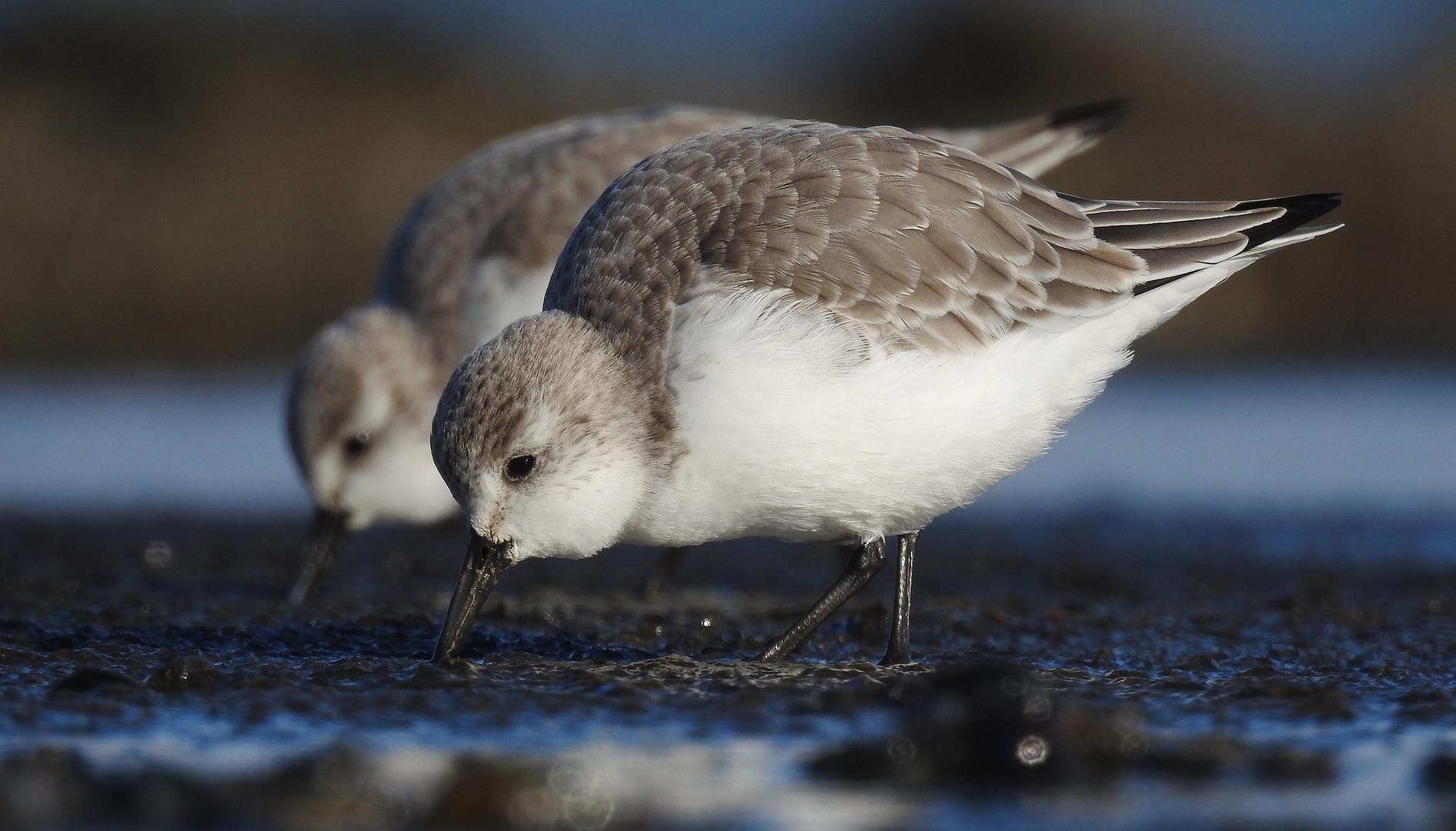 Sanderlinge (Calidris alba)