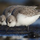 Sanderlinge (Calidris alba)