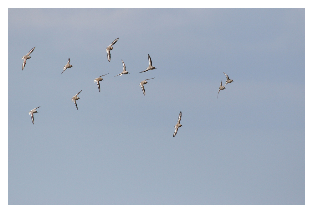 Sanderlinge im Flug