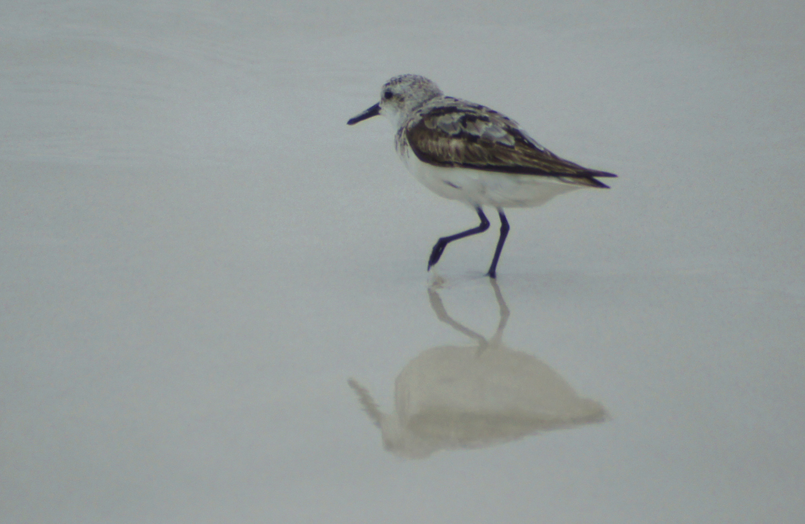 Sanderlings Strandspaziergang