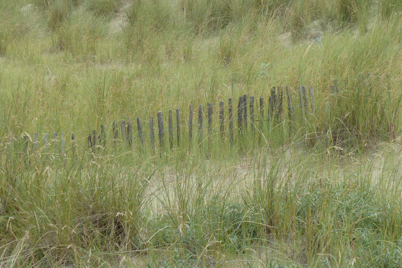 Sandfänger - Juli 2016