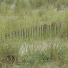 Sandfänger - Juli 2016