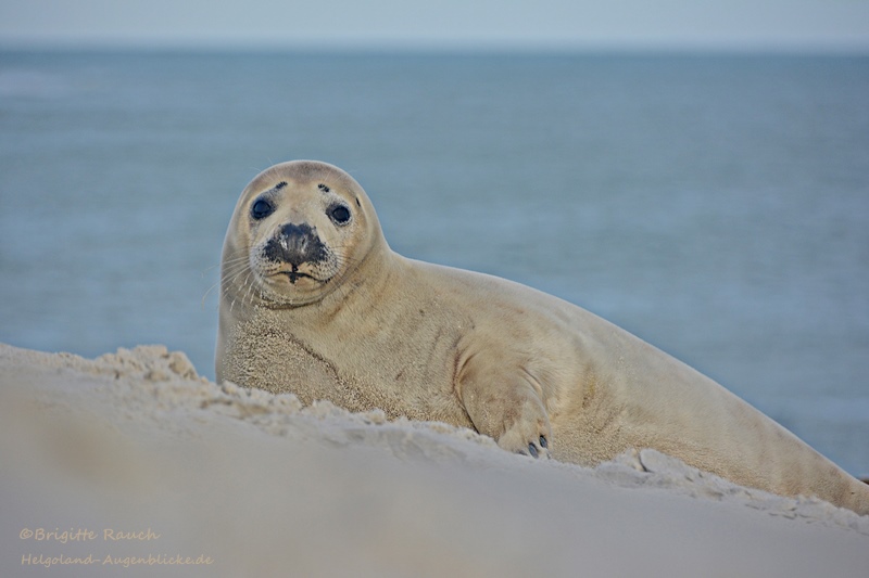 Sandfarben