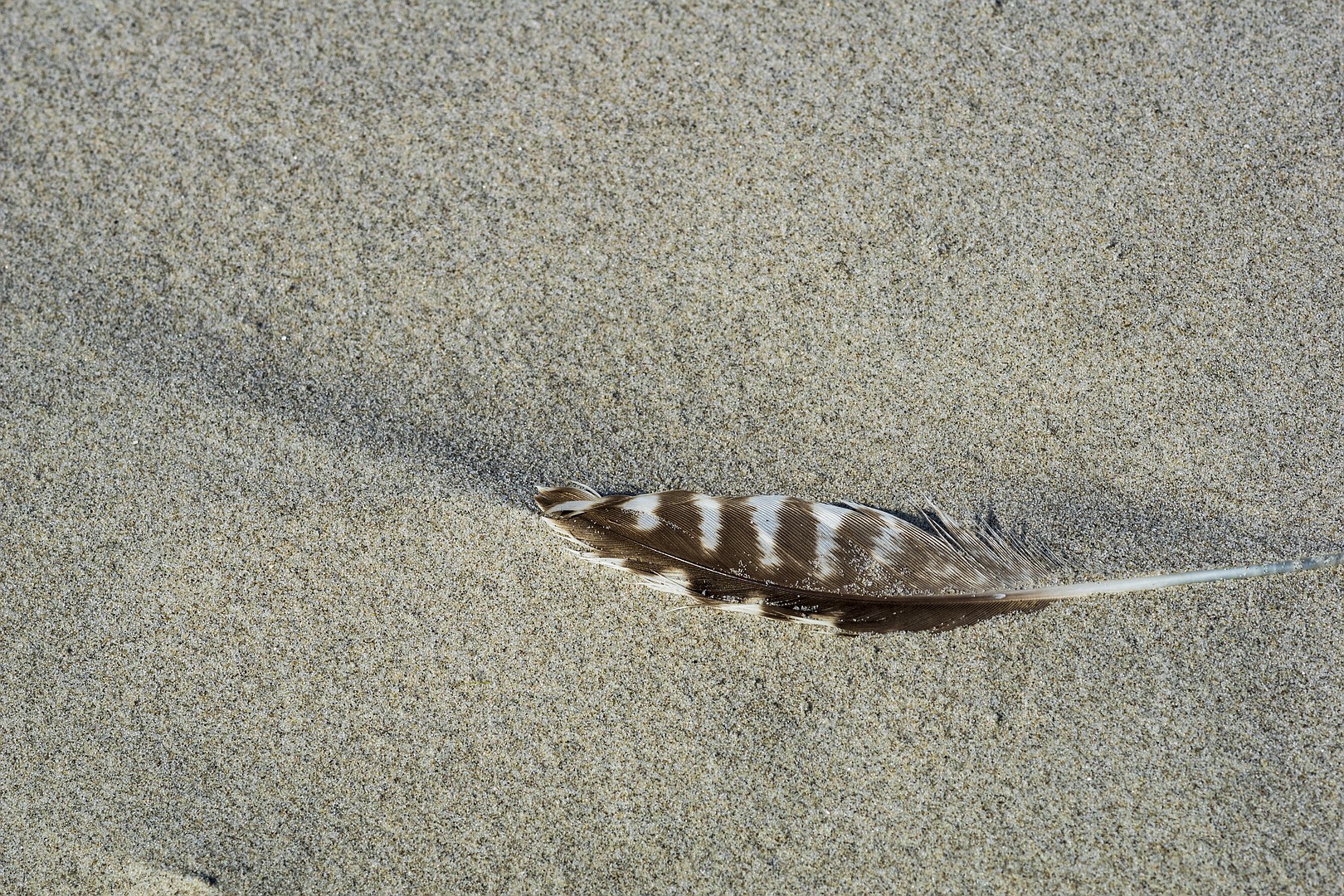 Sandfeder