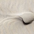 sandfish