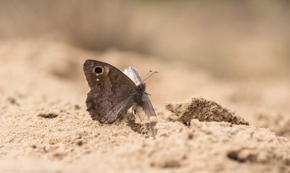 Sandflächen....................