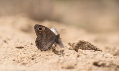 Sandflächen....................