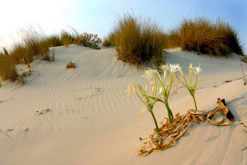 sandflowers