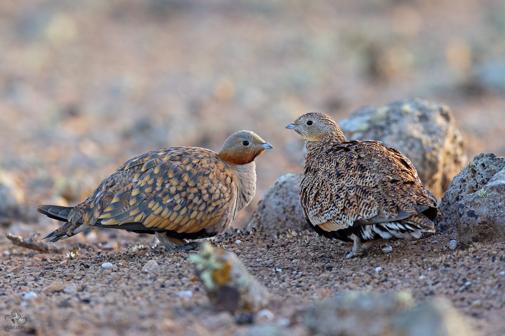 Sandflughuhn (Pterocles orientalis), Black-Bellied Sandgrouse, Fuerteventura, Spanien