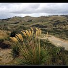 sandfly bay...