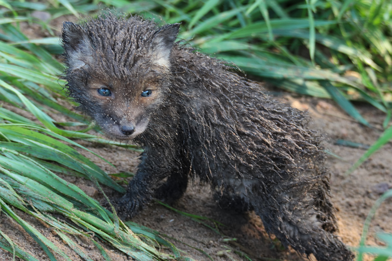 Sandfuchs Welpe