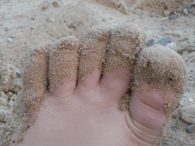Sandfuss