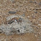 Sandgecko 