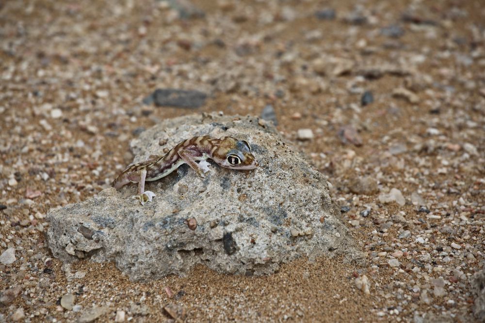 Sandgecko 