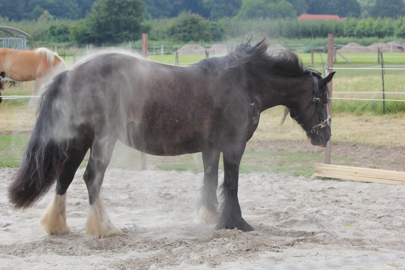 Sandgeduscht