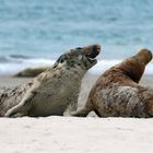 Sandgestöber - Rauferei bei den Kegelrobben (Halichoerus grypus)